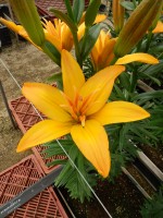 [5126 GoldTwin DJ No02.JPG]